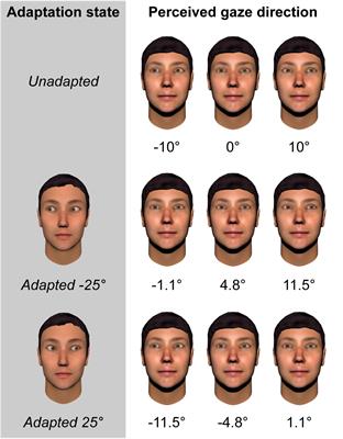 Adaptation to the Direction of Others’ Gaze: A Review